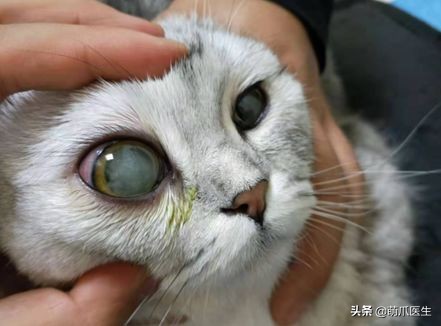 猫咪眼部分泌物不容忽视！预防眼部疾病，清洁和健康饮食很重要