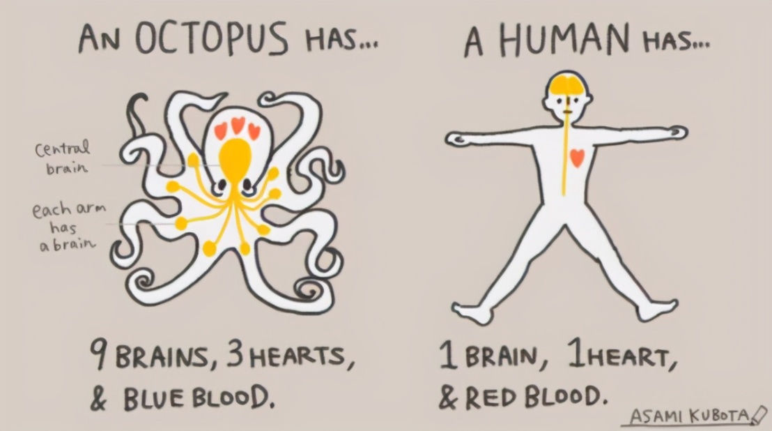 【章鱼独特的生理结构】