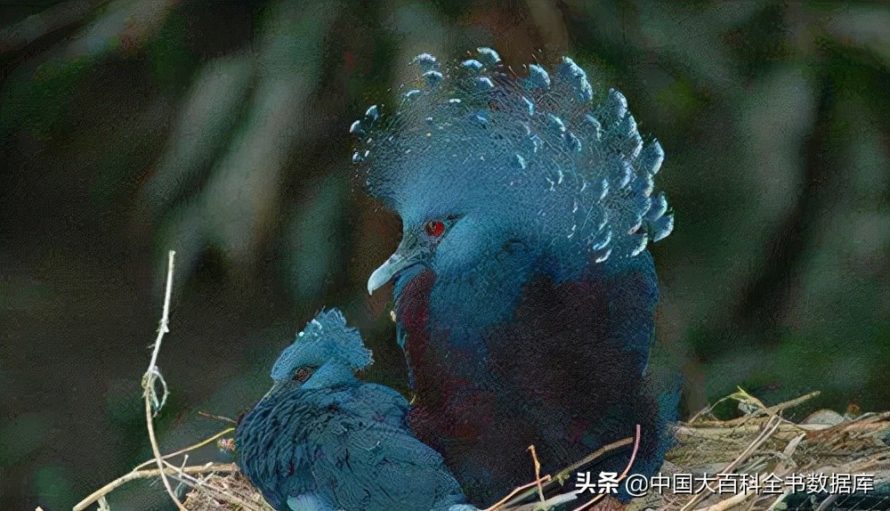 十大巨型鸽子(世界上最大的鸽子—维多利亚凤冠鸠)