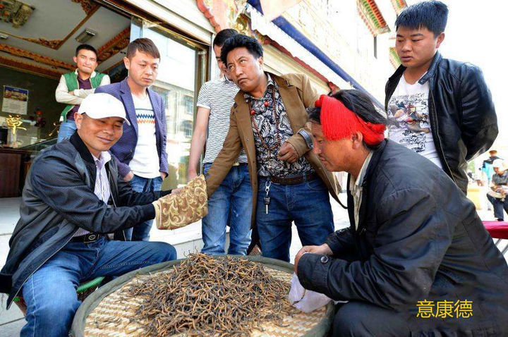 「虫草冬虫夏草」虫草价格表详解（最新冬虫夏草价格表分享）