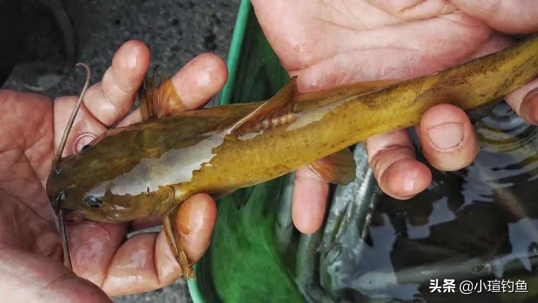 江西吉安的野河中发现罕见的牛尾巴鱼，为何极少有人钓到它？