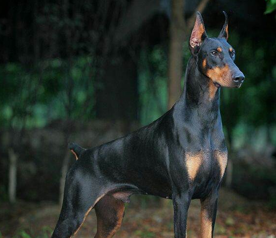 杜宾犬吃什么狗粮好(杜宾犬适合吃什么狗粮) - 114货源网