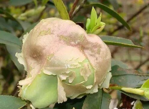 臭黄荆的功效与作用(超全) - 行就行