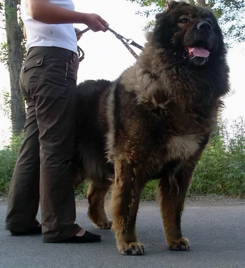 900斤高加索犬巨型图片