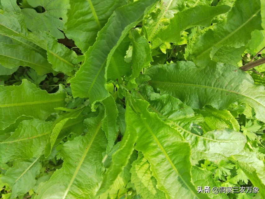 农村有一种被称为牛舌头的野草,是不是可以吃还有药用价值呢?
