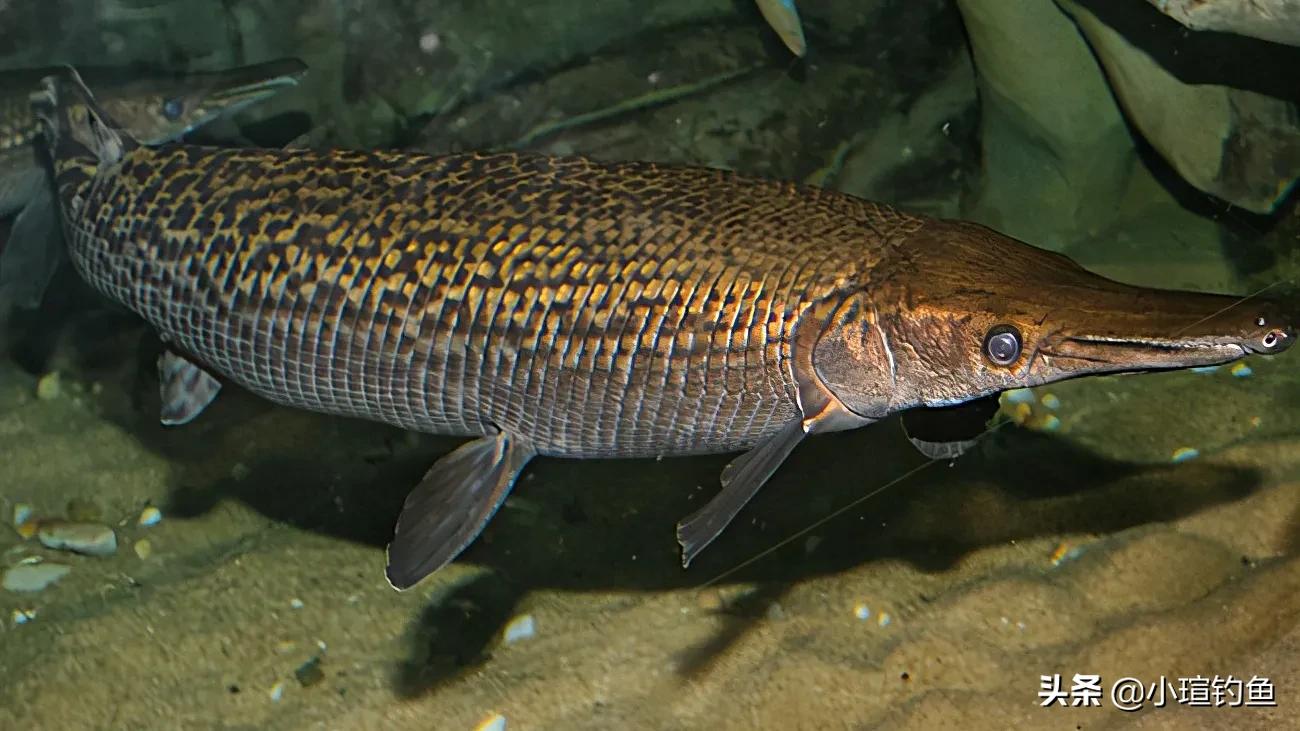 广东水域频繁出现3米长重达百斤的鳄雀鳝,钓鱼人:此鱼危害极大