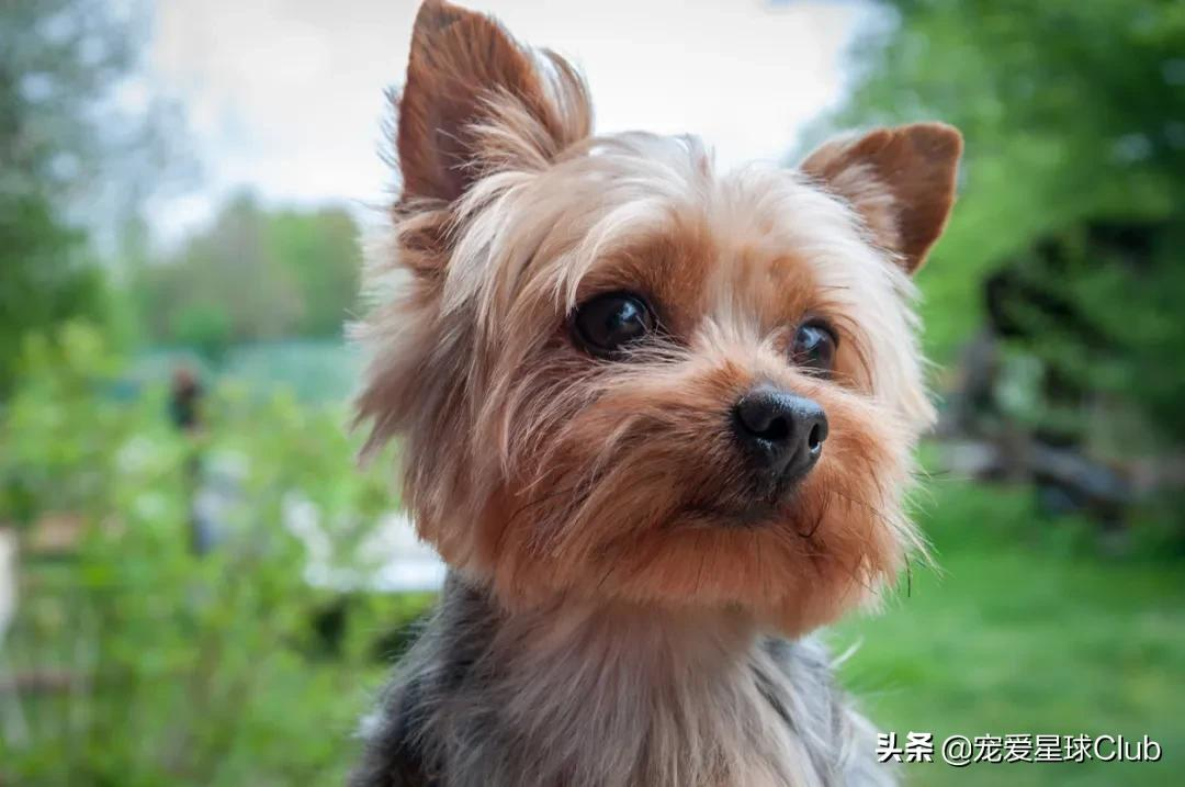 约克夏犬,英国的捕鼠小公主