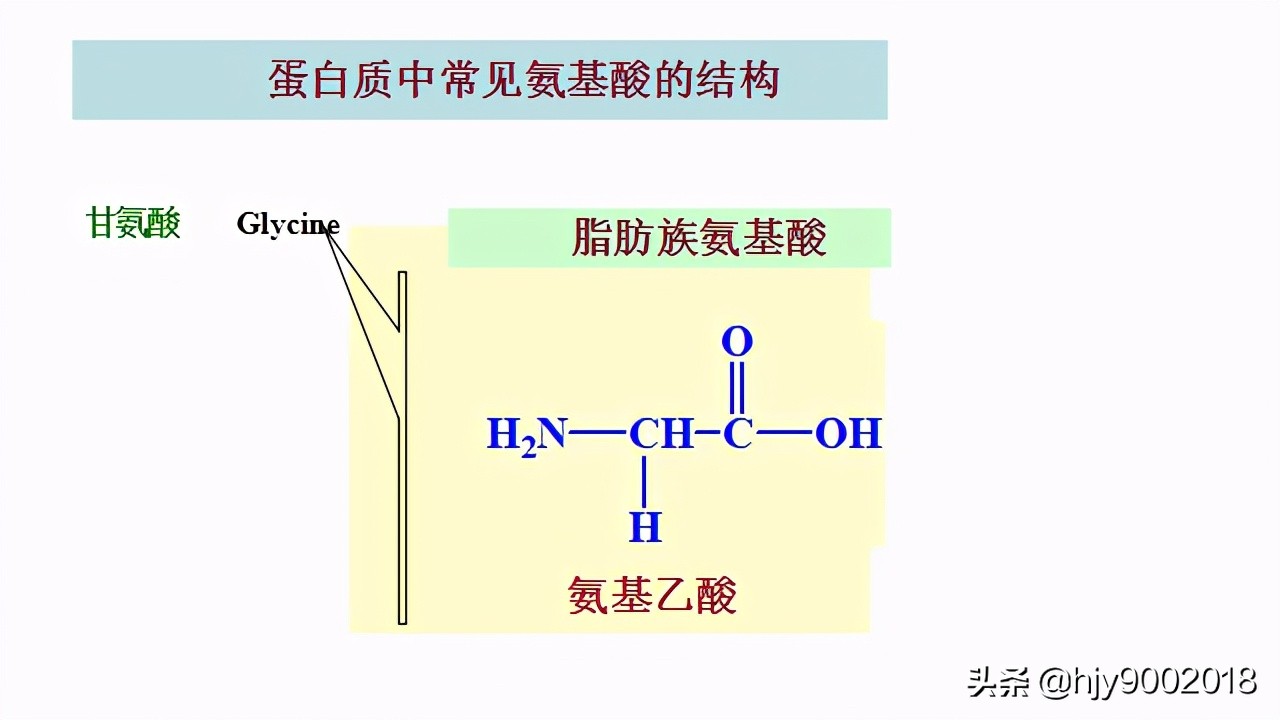 蛋白质的化学组成