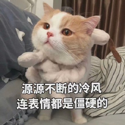 猫咪表情包：可以但没必要，有必要但不可以