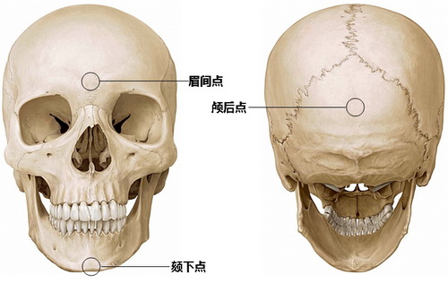 如何使用“骨骼”推算身高？