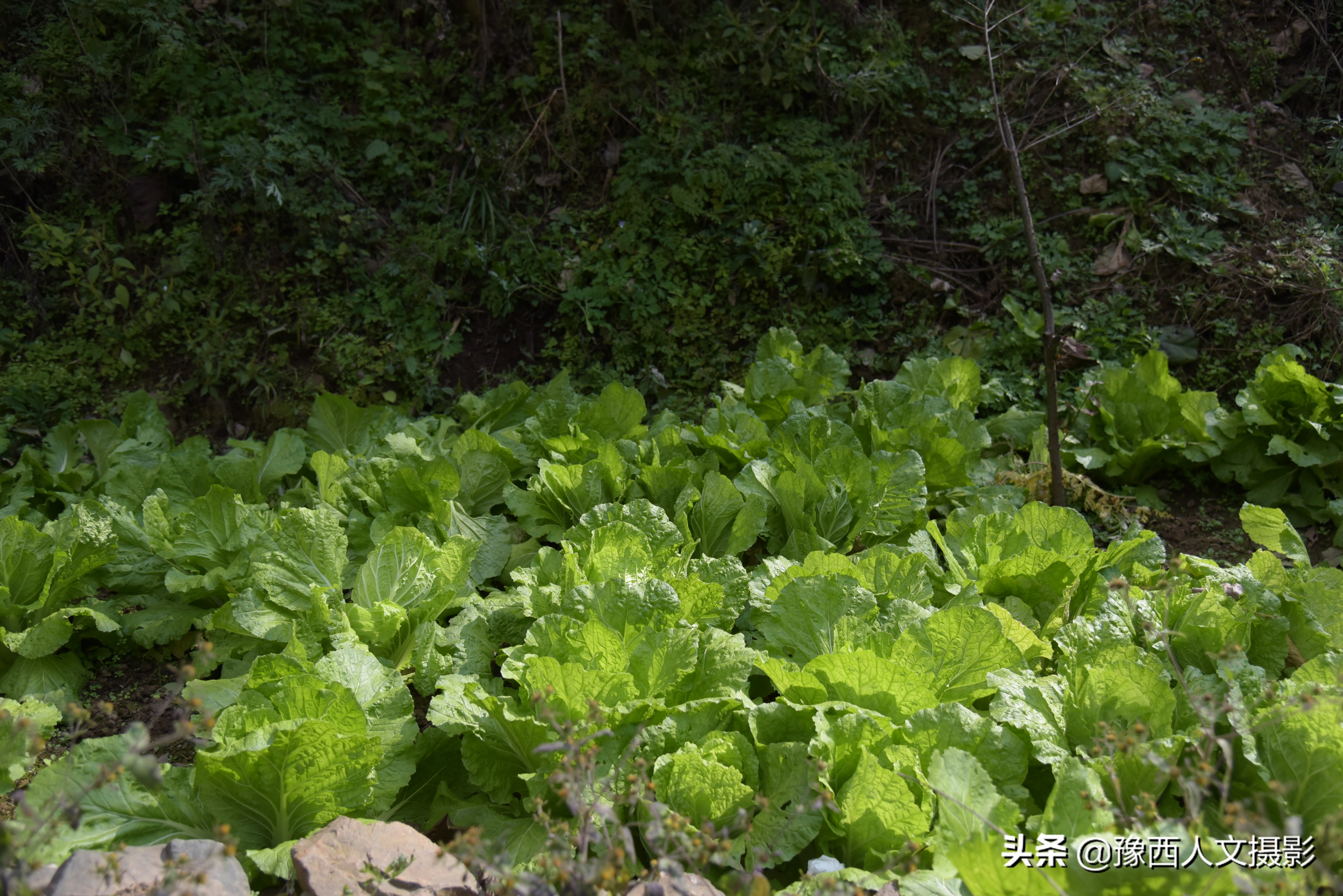 豫西深山里串门，给老两口送点小礼物，看他们拿什么招待稀罕客人