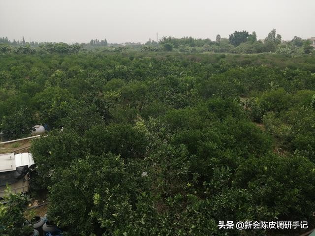 新会陈皮“核心产区”被征地：“一线产区”在消逝，陈皮要涨价？