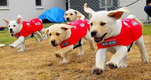 导盲犬训练成本大概12万，一文带你了解，一只导盲犬是如何服务的