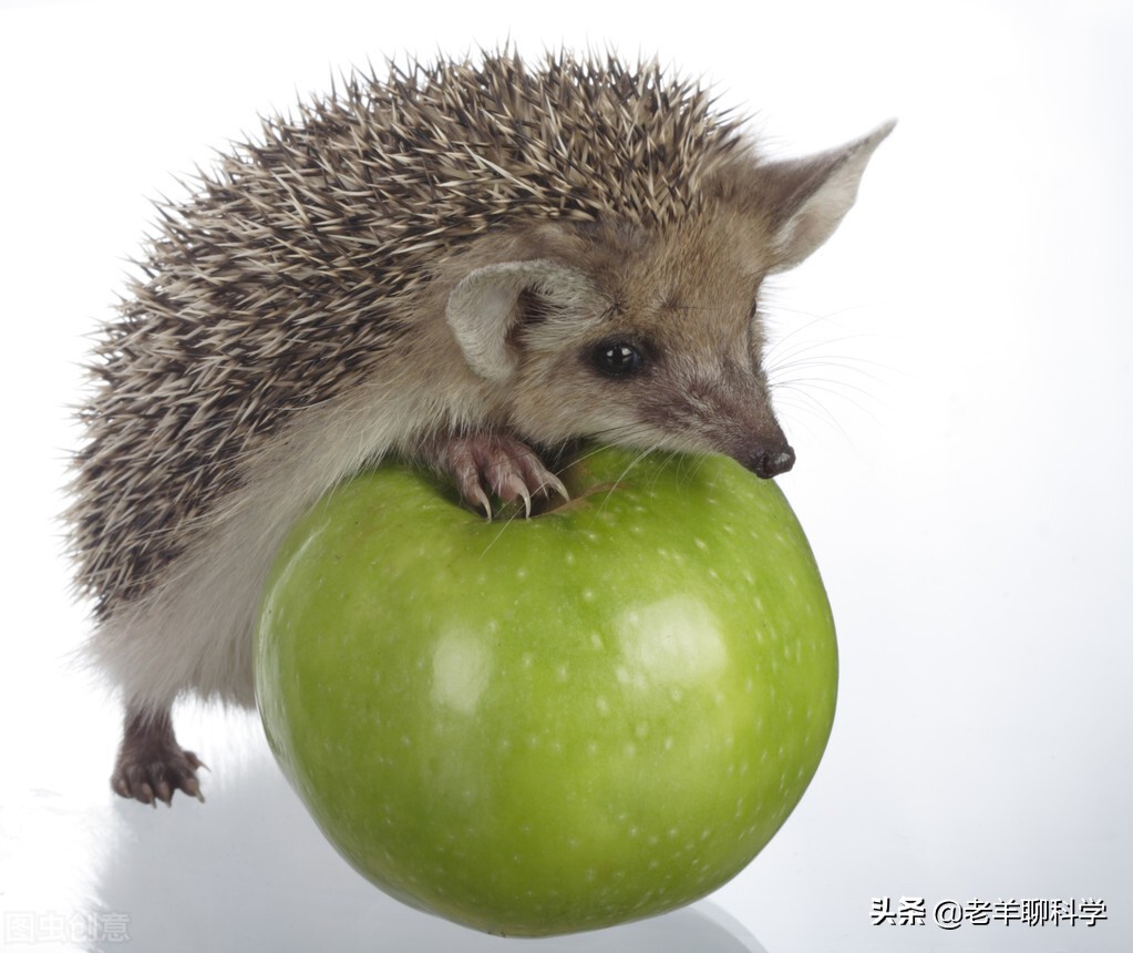 刺猬的天敌是什么动物 -生活知识库-动动脑