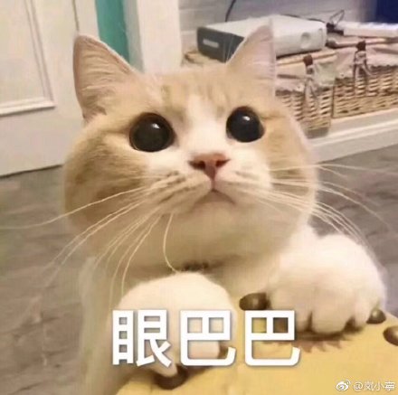 猫咪表情包：新的一天，新的可爱