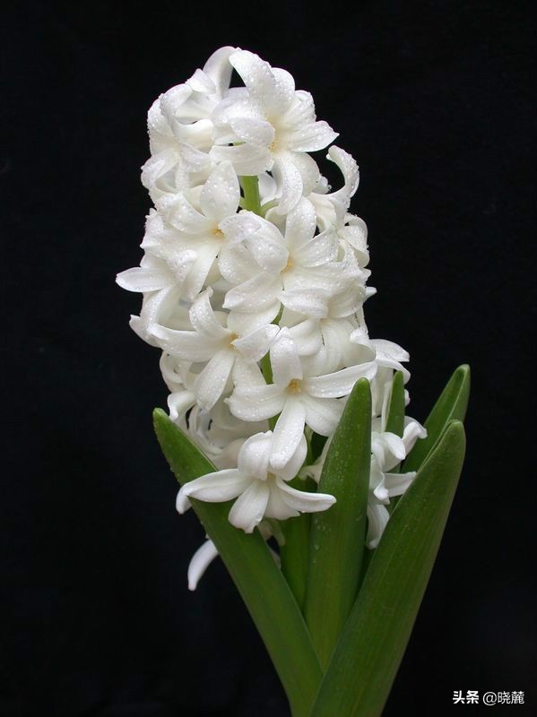 风信子各种颜色的花语你知道那些