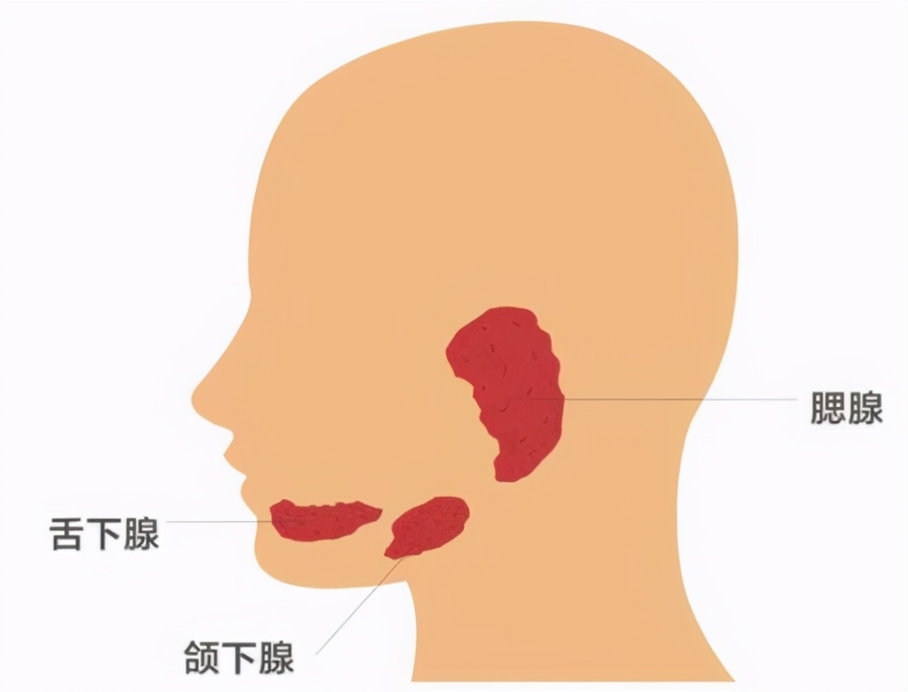 腮腺淋巴結腫大圖片(耳前黃豆大的小疙瘩) - 赤虎壹號