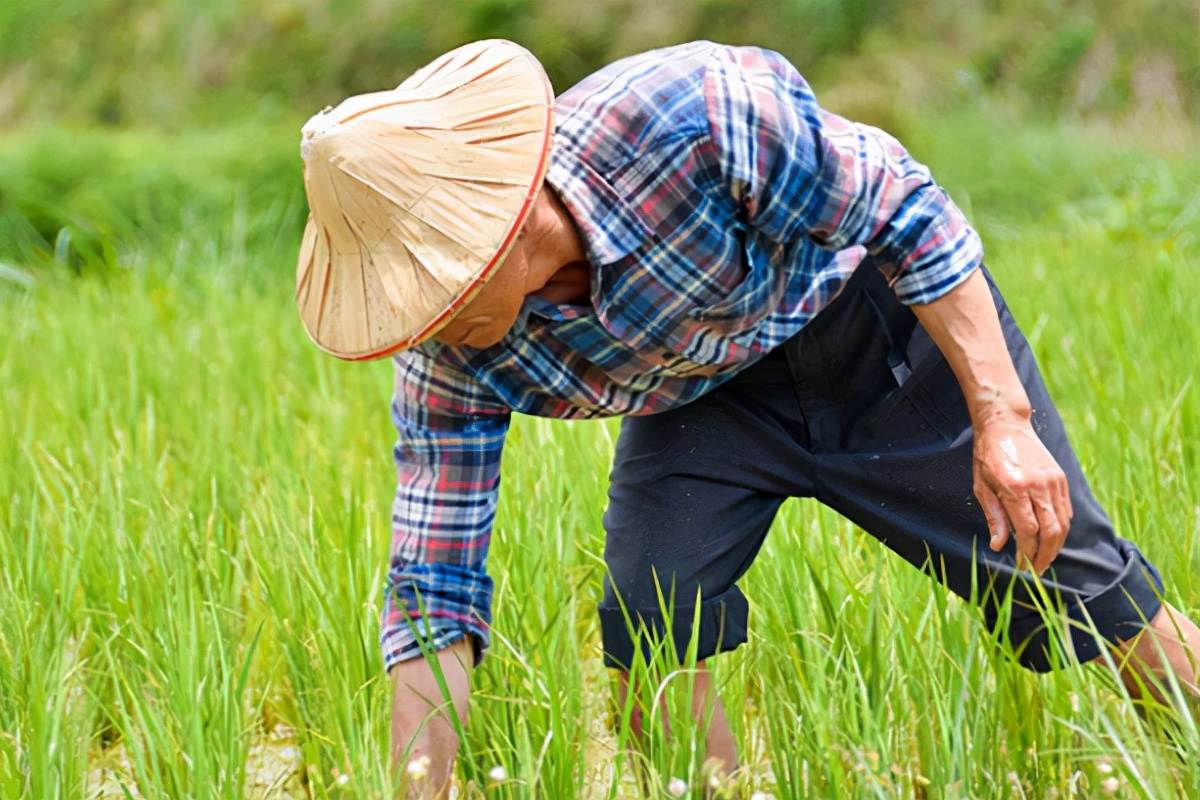 江西官宣！农民可免费上大学，只需满足4个条件，已经开始报名啦