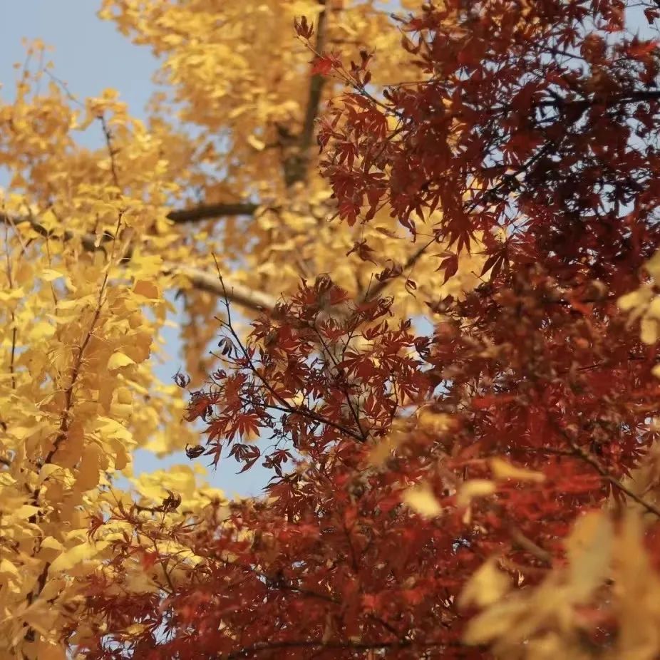 红了！长沙枫叶进入最佳观赏期，最全赏枫攻略了解一下