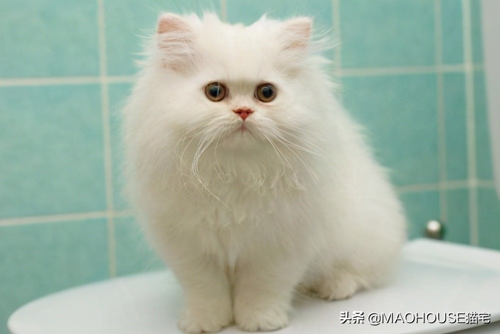 猫咪拉稀怎么办？八大治疗方案解决猫腹泻问题