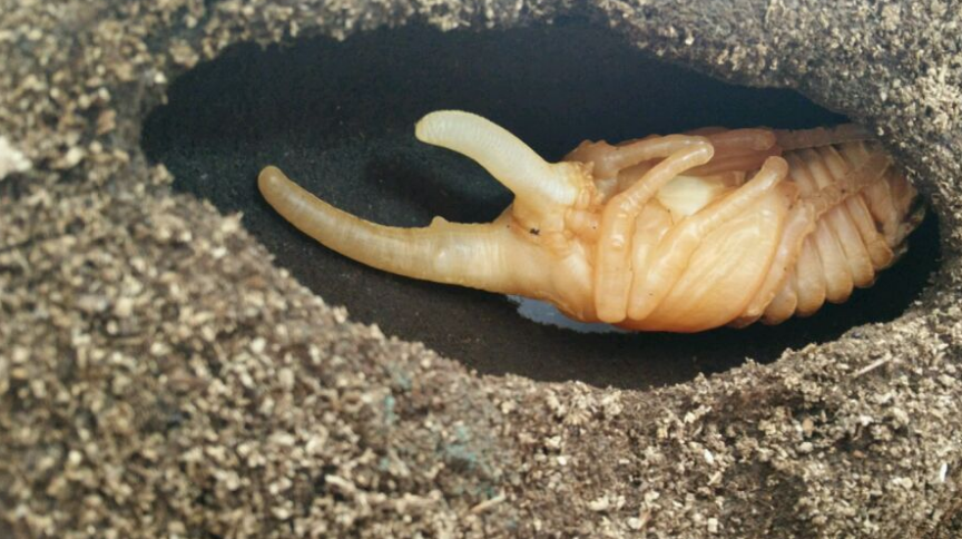 昆虫中的“大力神”，能举起超过自身重量850倍的物体，售价上千