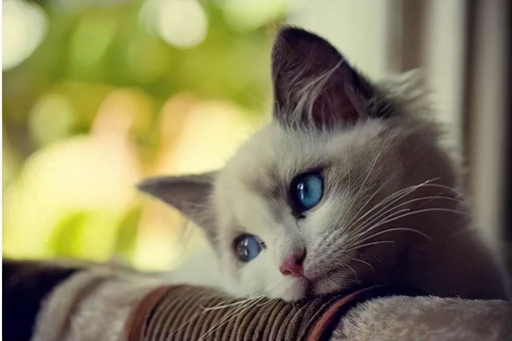 猫咪在什么情况下会流泪？记住这几点