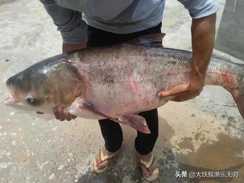 鱼饵配方大全（最满意的几种有效饵料配方推荐）