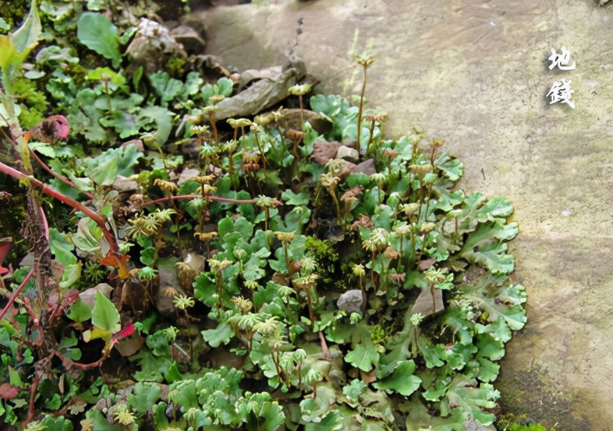 苔藓植物图片（小编带你盘点四十种苔藓植物）