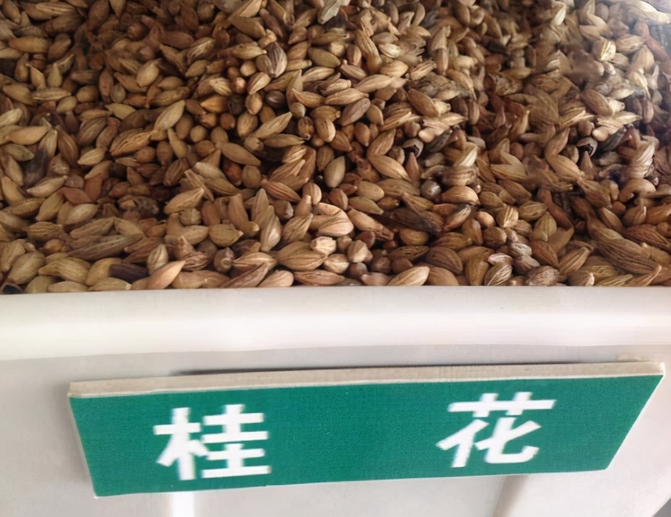 桂花籽有什么价值?