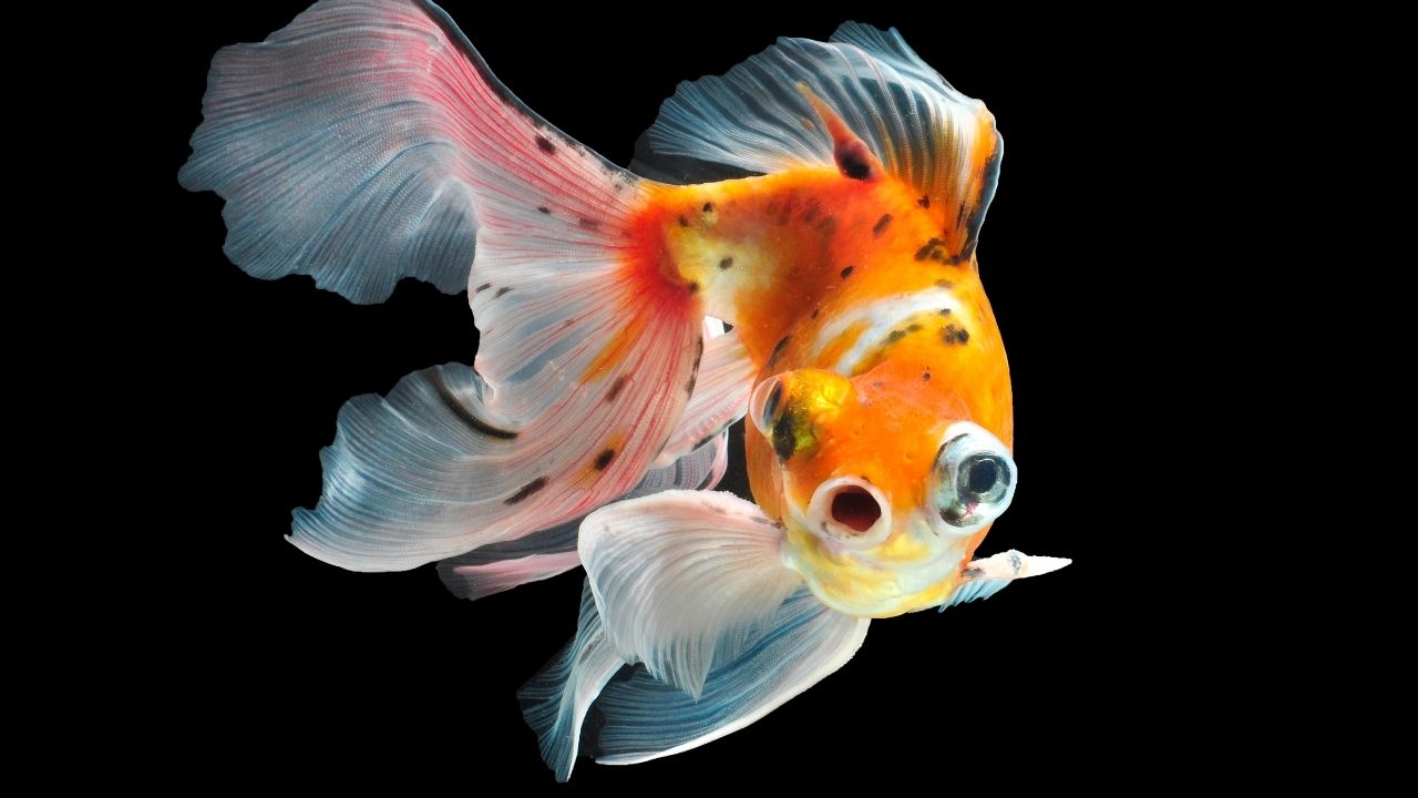 金鱼吃什么食物金鱼多久喂一次