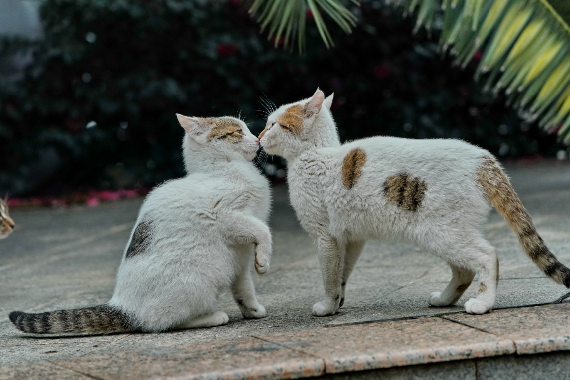 猫咪关系好不好，看的都是铲屎官的面子？前提是铲屎官给资源了