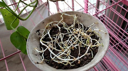 铜钱草叶太小？简单2个“方法”，30天长满盆，叶子大10倍