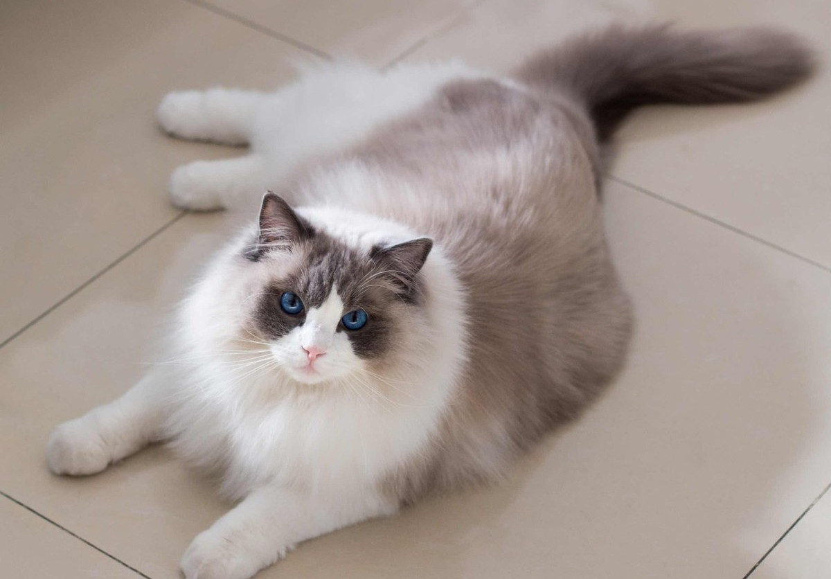 养猫小知识:这样养布偶猫,它们会越来越健康