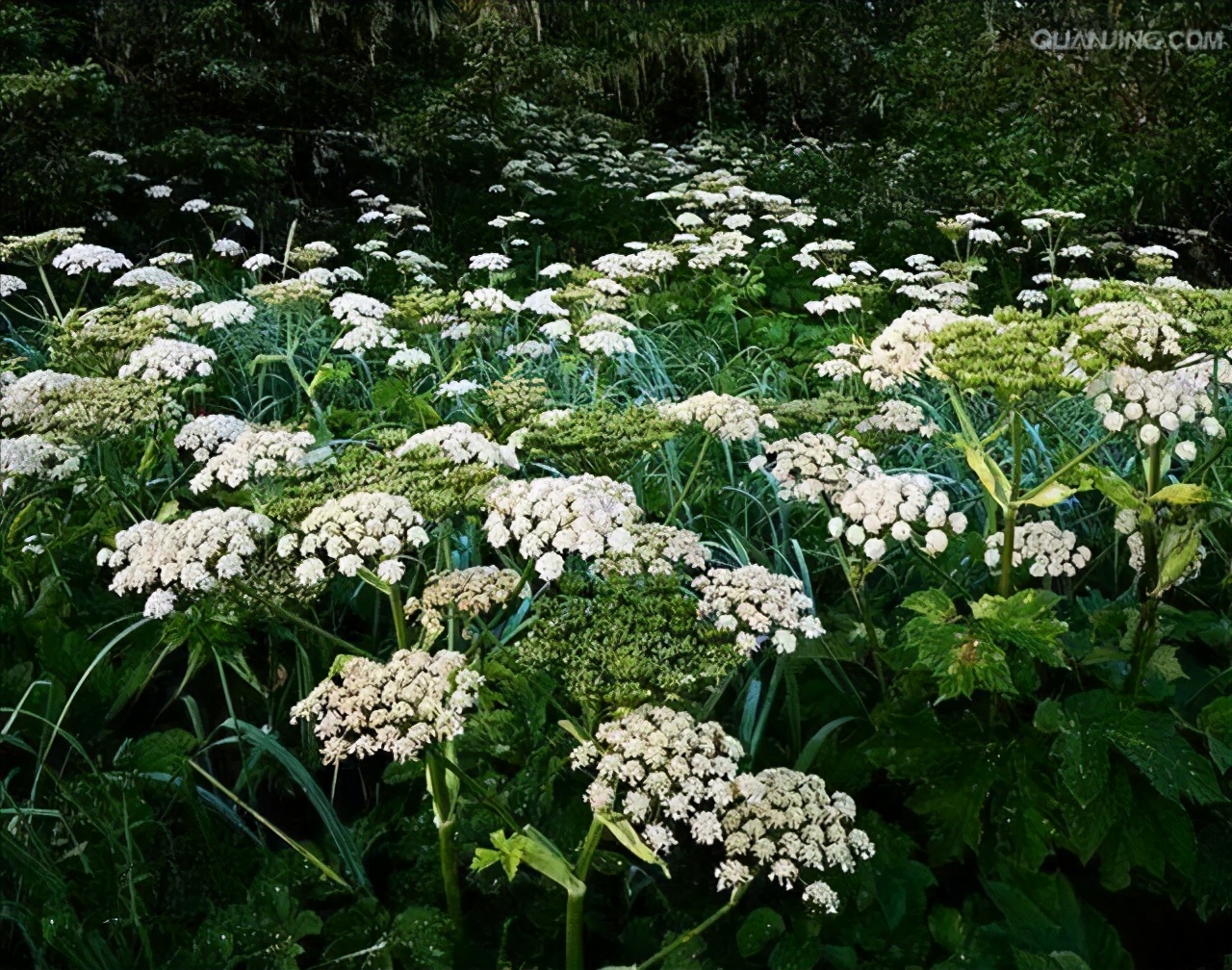 白芷，没它别做烧鸡