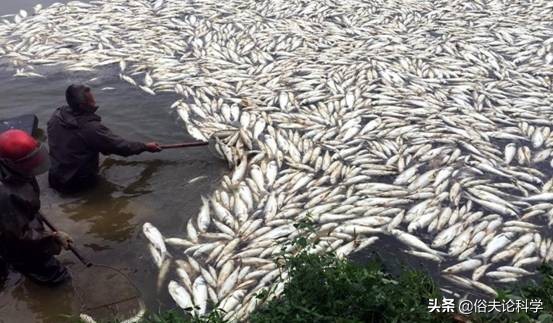 是海水严重污染吗？广东一海滩出现大量死鱼，触目惊心