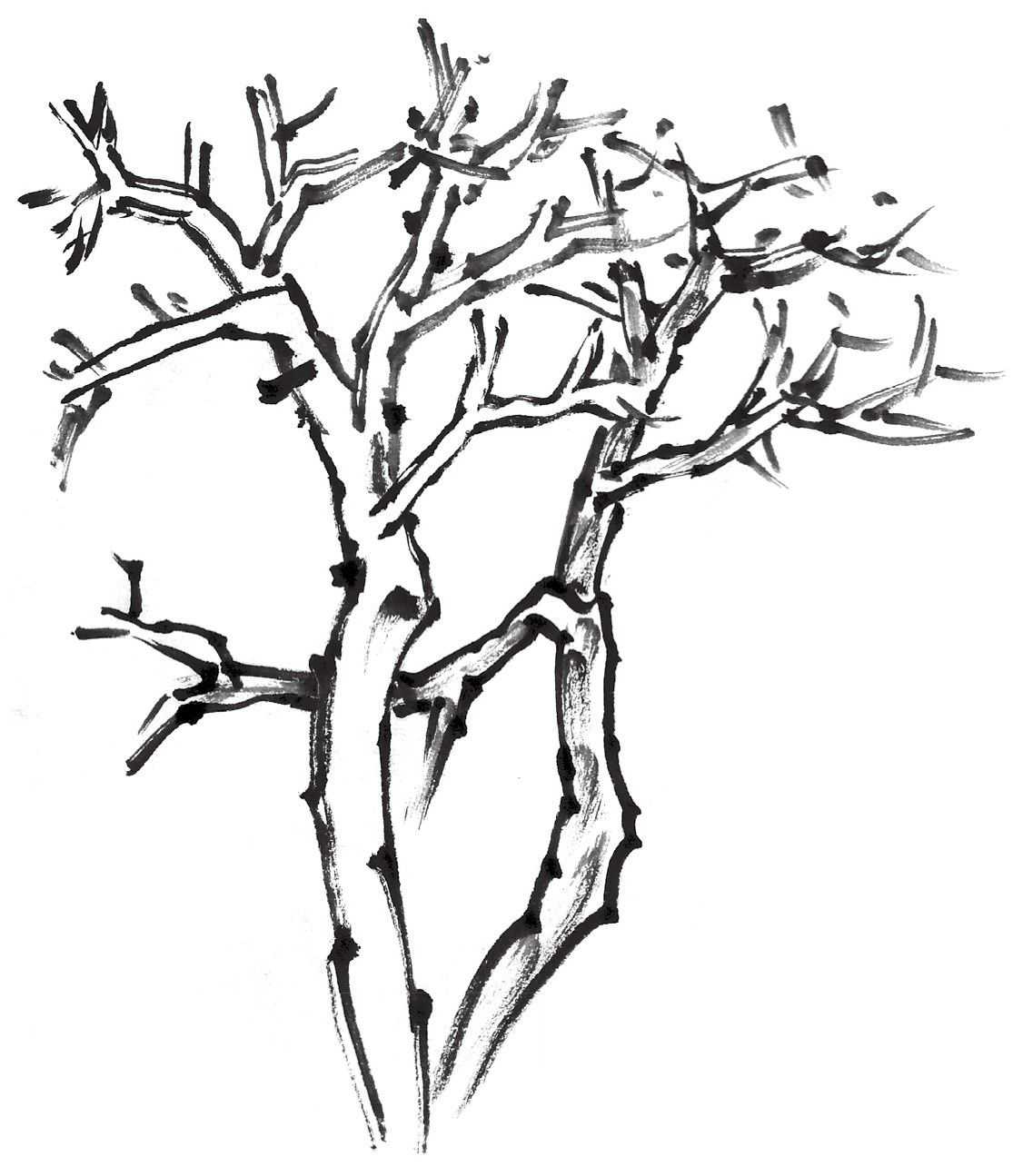 零基础国画教程:分步骤图解教你画丛树,学会这些,画丛树很简单