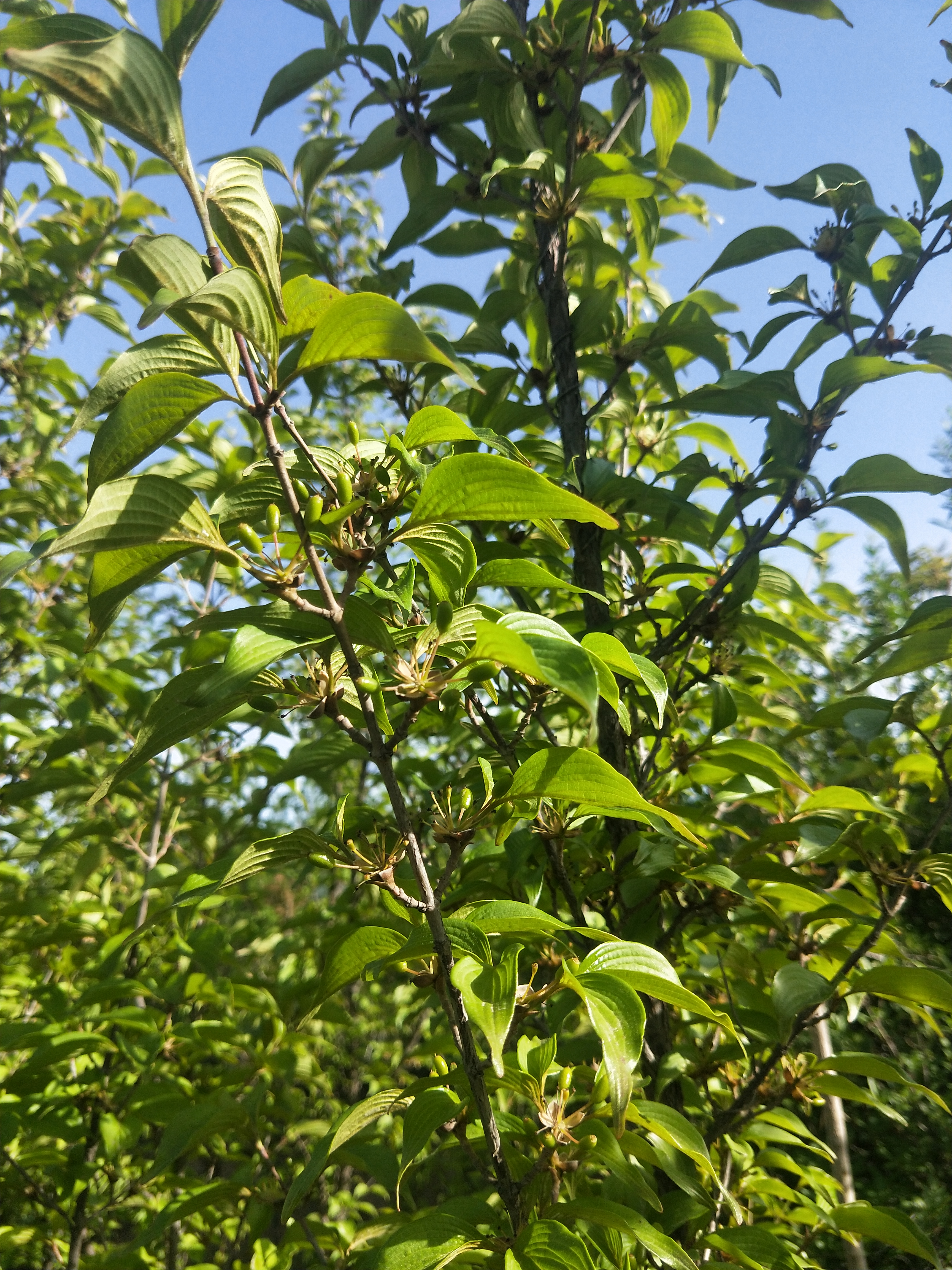 今日中药植物--山茱萸