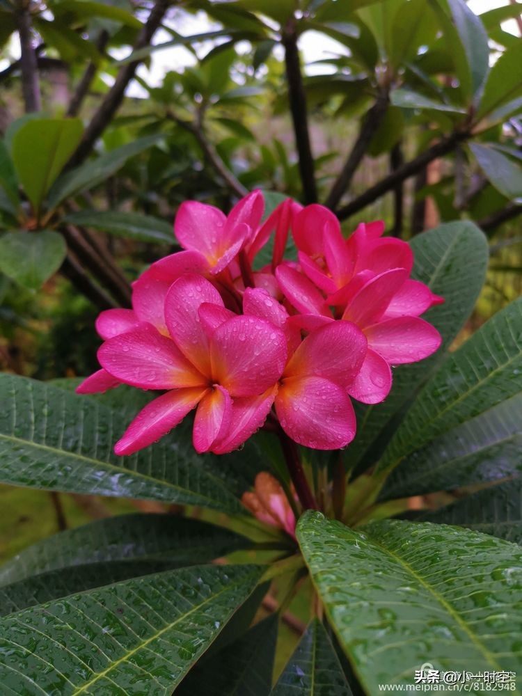 诗情花意：初秋雨晴花意浓