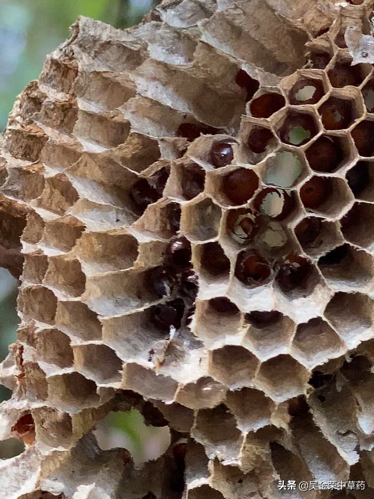 山林中发现野生蜂巢,不要扔,或许能用上.是一味中药材
