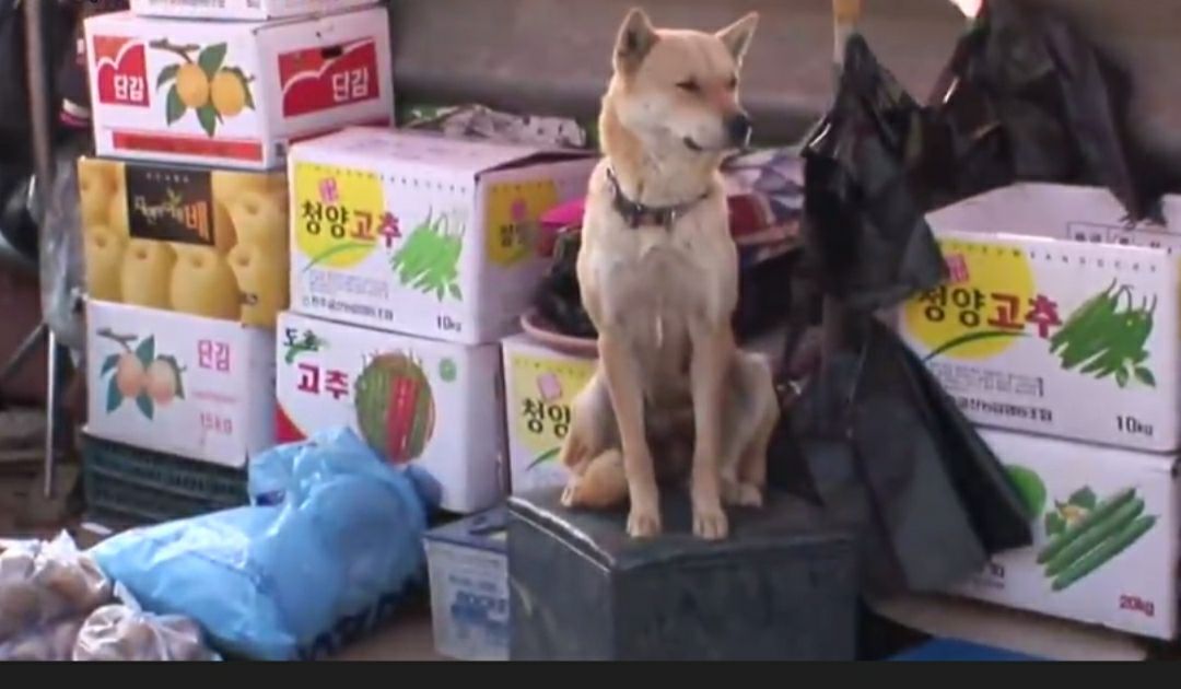 韩国一个菜市场，狗狗摆地摊卖菜，不给钱休想走