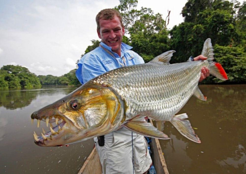 五,非洲加拉辛,大型猛鱼这里也有,黄金猛和白金猛等