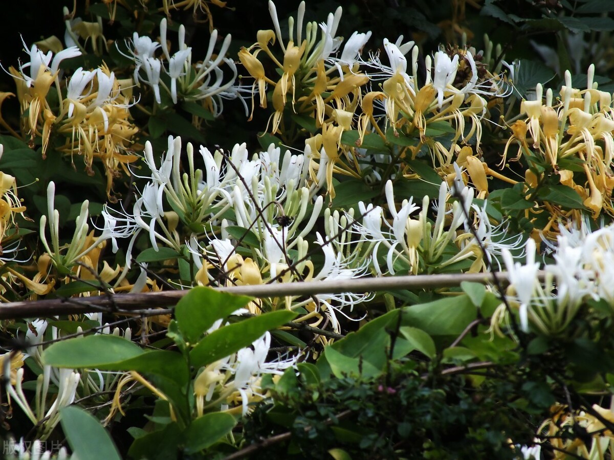 金銀花畝產(chǎn)量,金銀花畝產(chǎn)量是多少