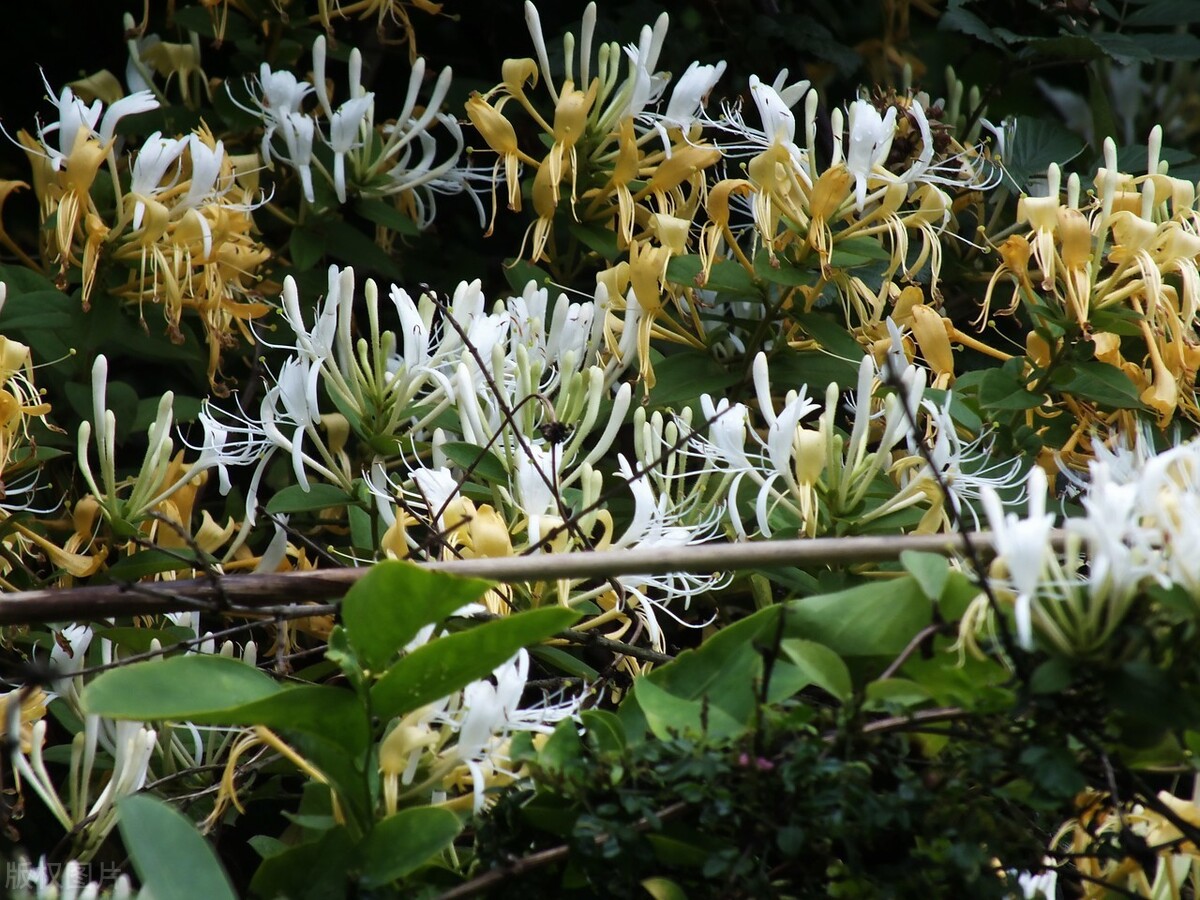 金银花亩产量,金银花亩产量是多少