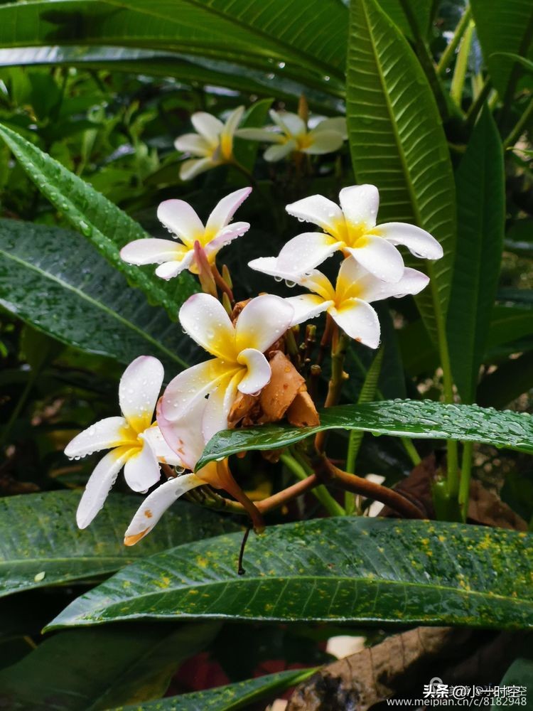 诗情花意：初秋雨晴花意浓