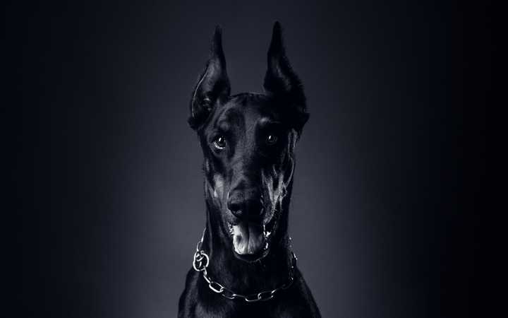世界名犬品种大全（最全狗狗品种科普及简要介绍）