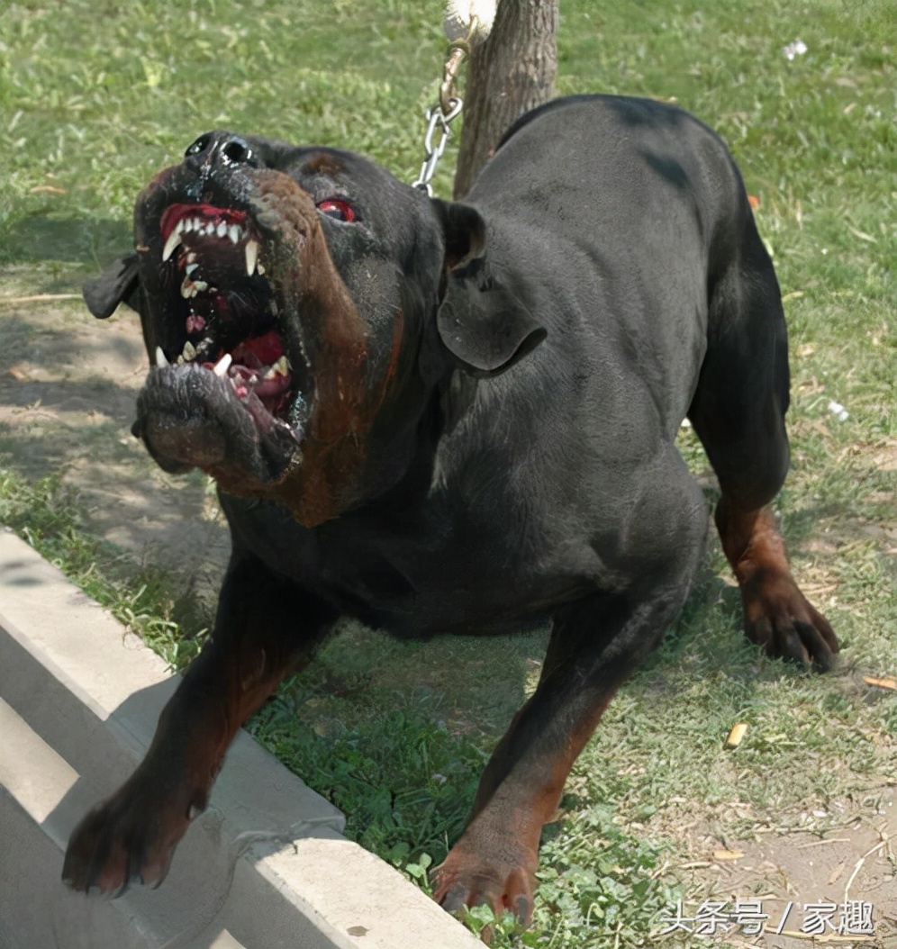 世界猛犬排行榜，膽子不肥不要養