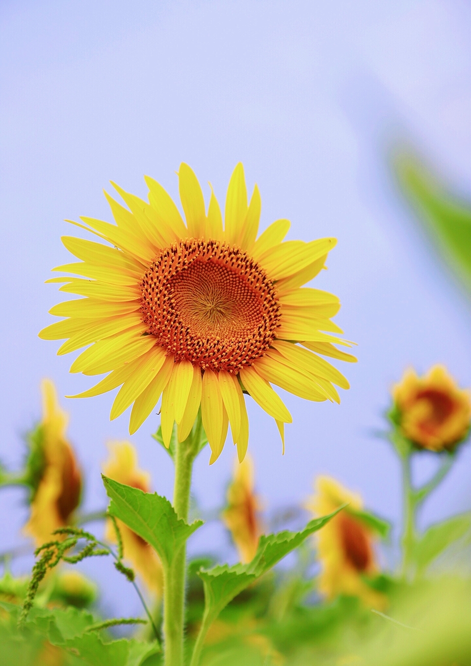 一米的前方向日葵的芳香笑弯了赤热的太阳给一米的道路就有一米阳光走