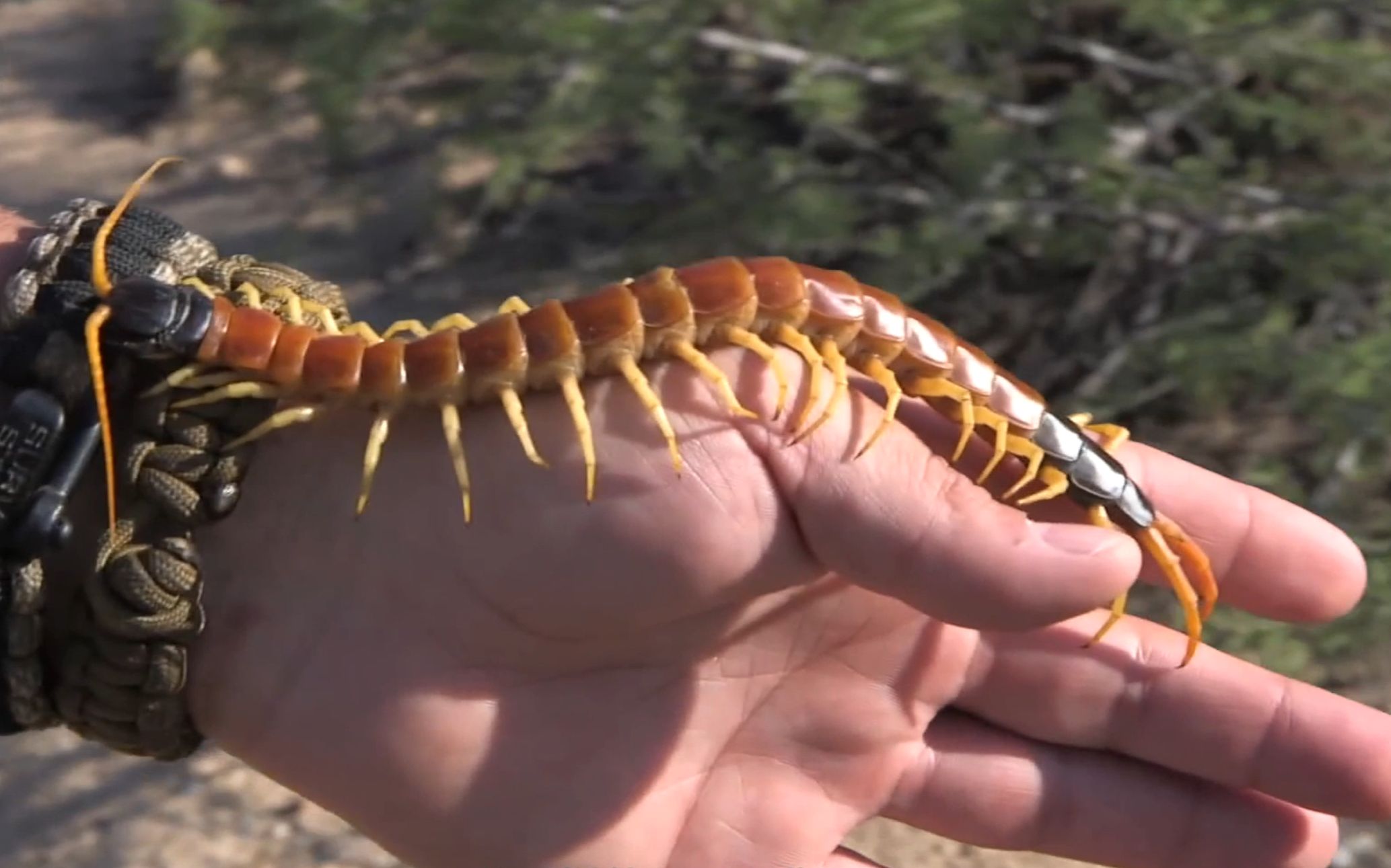 和南方大蜈蚣比,蚰蜒,蟑螂真的不足挂齿,它的独特之处不止于大