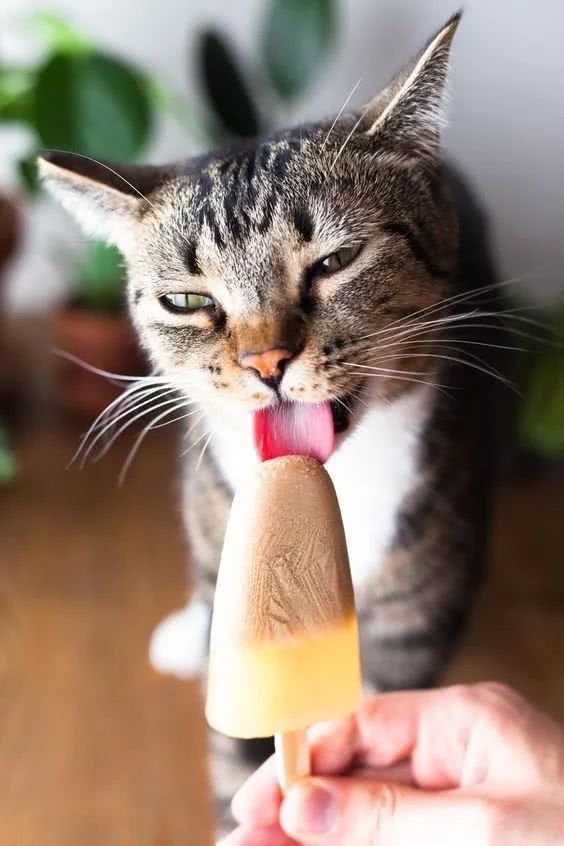 猫咪拉软便怎么回事（养猫常见问题处理方式）