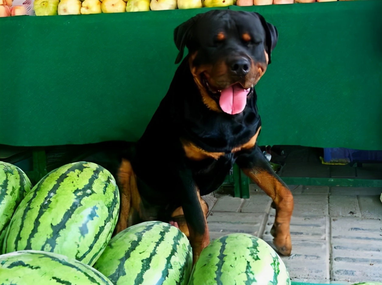 羅威納犬價格看完羅威納的這些優缺點